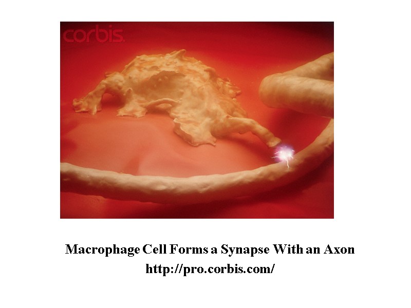 Macrophage Cell Forms a Synapse With an Axon http://pro.corbis.com/